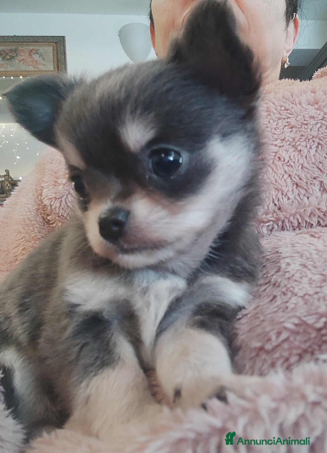 Chihuahua cani in vendita: Chihuahua cuccioli mini pedigree ENCI  - Annuncio 3