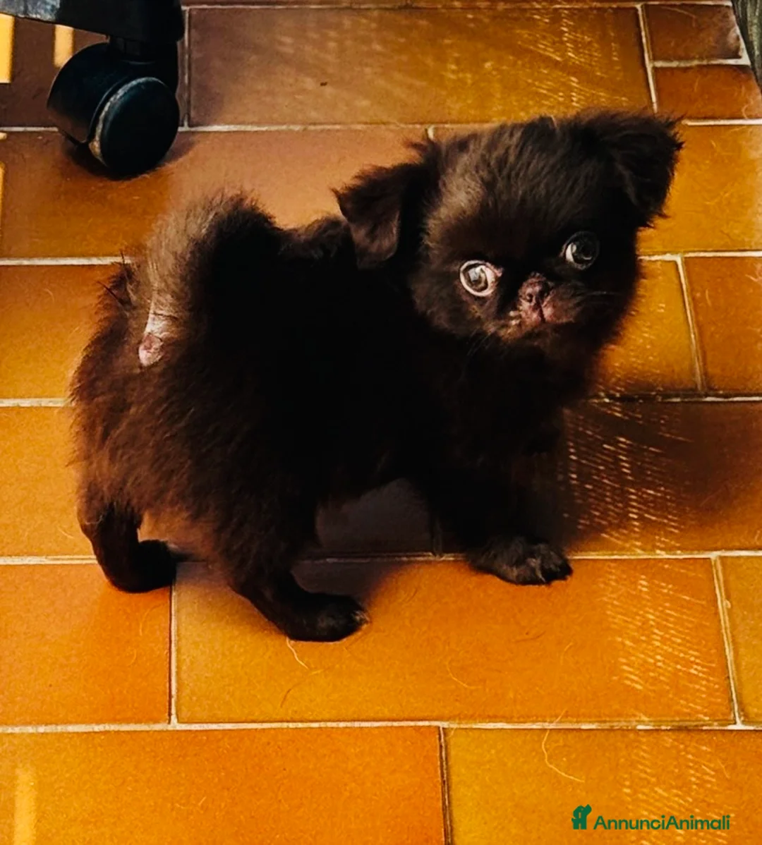 Chihuahua cani in vendita: Chihuahua mini - Annuncio 2