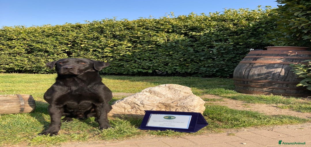 Immagine della galleria {{count}}