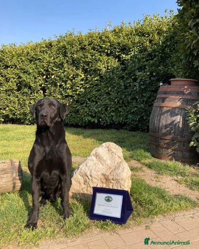 Immagine della galleria {{count}}