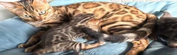 Bengala gatti in vendita: Maschietto brown di Bengal con Pedigree  - Annuncio 4