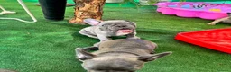 Bulldog Francese cani in vendita: Cuccioli di bulldog francese - Annuncio 4