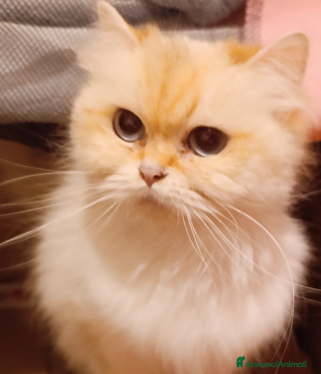 British gatti in vendita: British golden - Annuncio 6