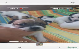 Jack Russell cani in vendita: Jack russell cuccioli  a Provincia di Pescara - Immagine 2
