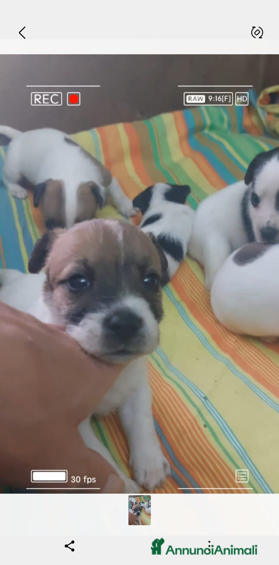 Jack Russell cani in vendita: Jack russell cuccioli  a Provincia di Pescara - Immagine 2