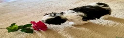 Shih Tzu cani in vendita: Cuccioli Shih Tzu pronti a settembre! - Annuncio 15