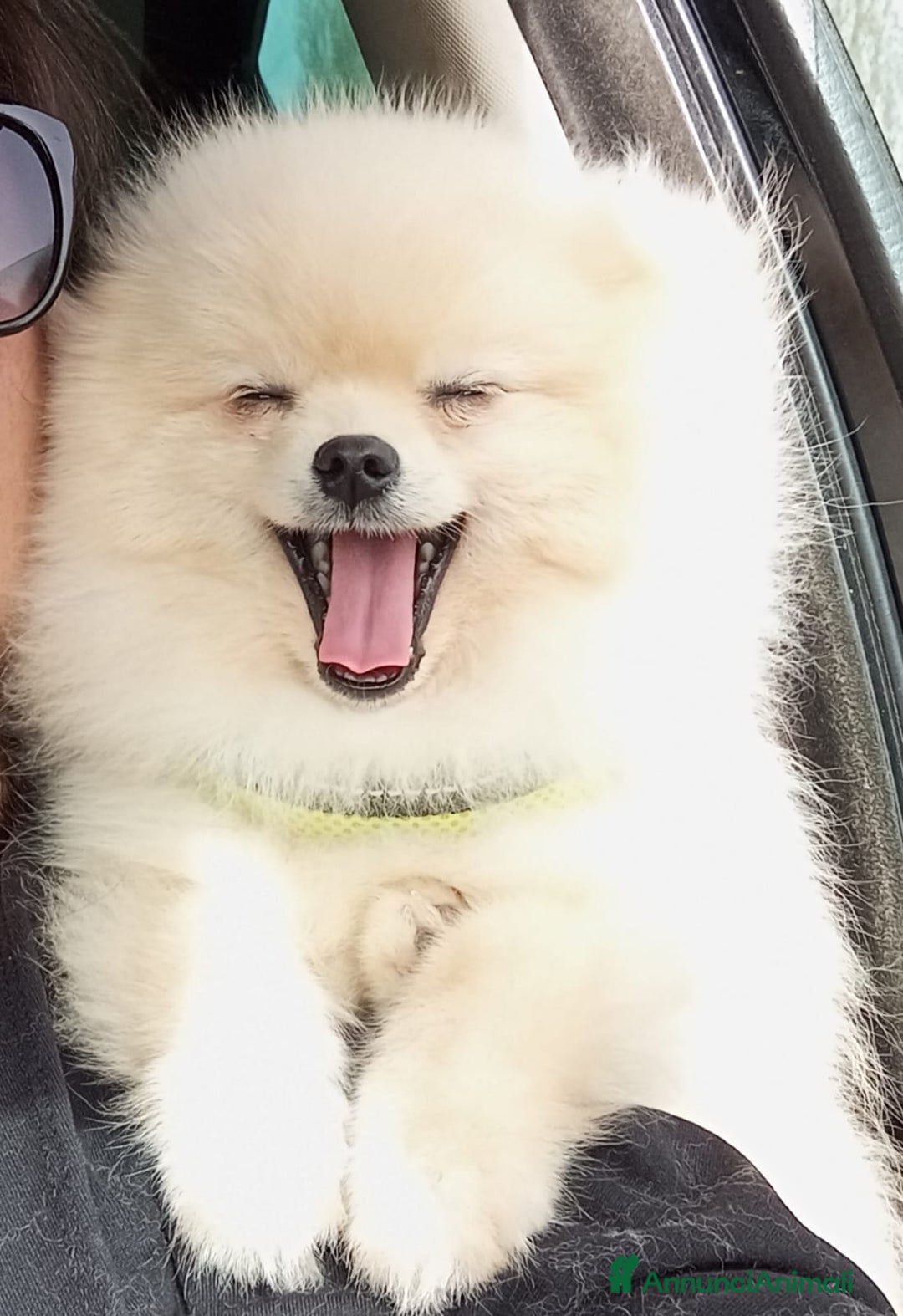 Volpino Pomerania cani per accoppiamento: Spritz Volpino di Pomerania  - Annuncio 4