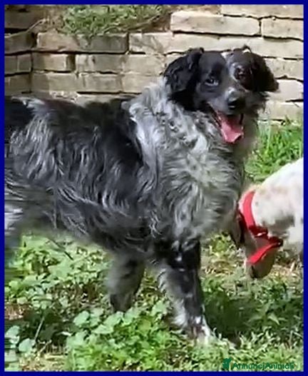 Meticcio cani NACHO dolcissimo,agile e vivace - Annuncio 34