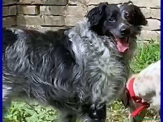 Meticcio cani NACHO dolcissimo,agile e vivace - Annuncio 34