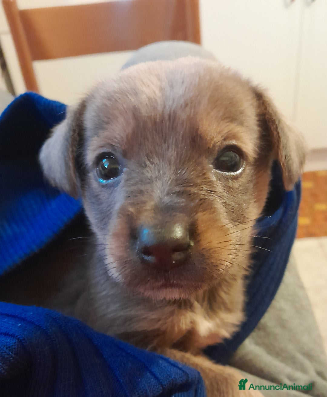 Meticcio cani in regalo: Regalo cagnolino  - Annuncio 4