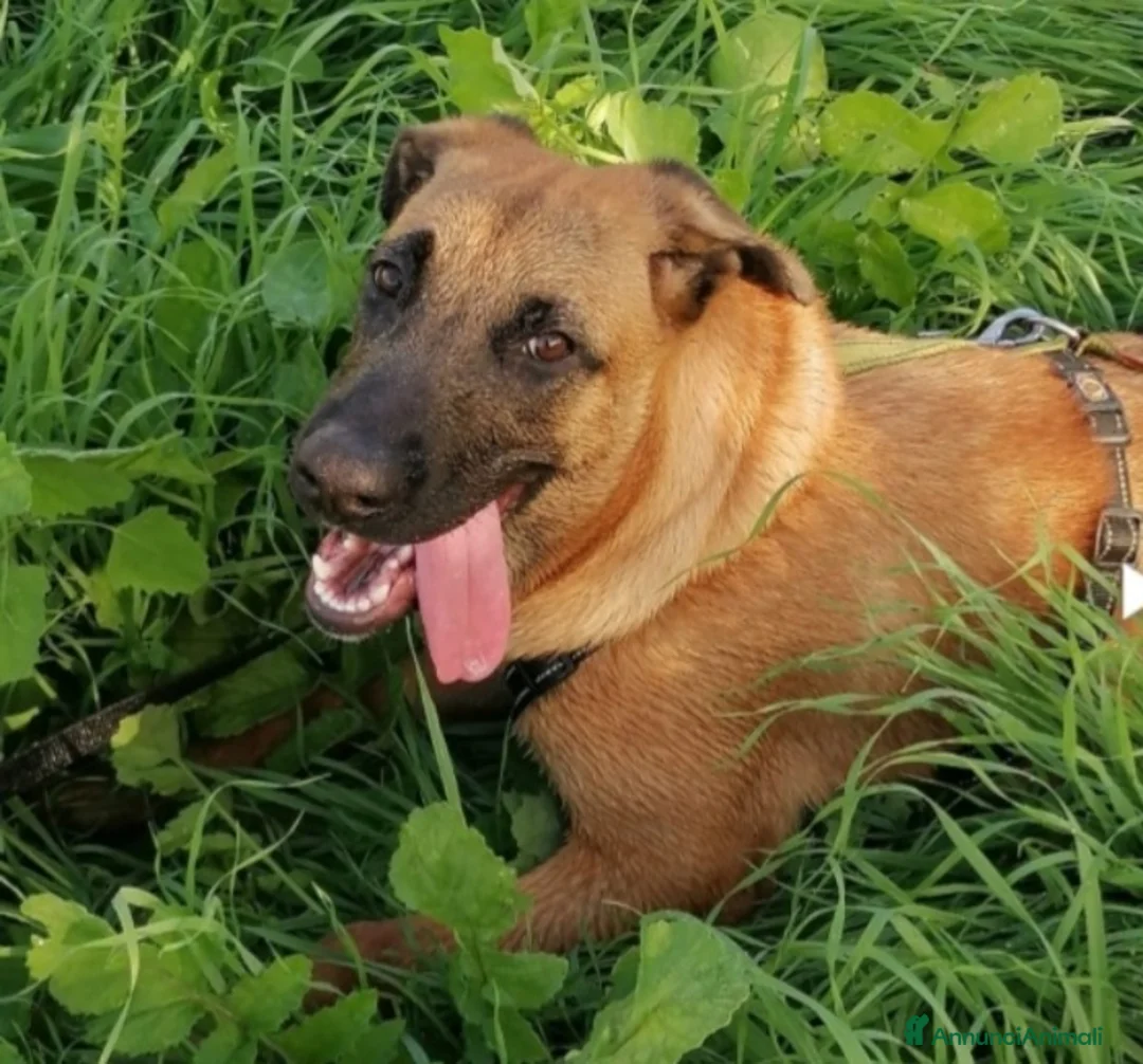 Meticcio cani in regalo: Gaia mix Malinois 3anni sola tutto il giornoNAPOLI a Città metropolitana di Milano - Annuncio 3