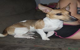 Jack Russell cani in regalo: REgalo Jack Russel a Città Metropolitana di Firenze - Immagine 1