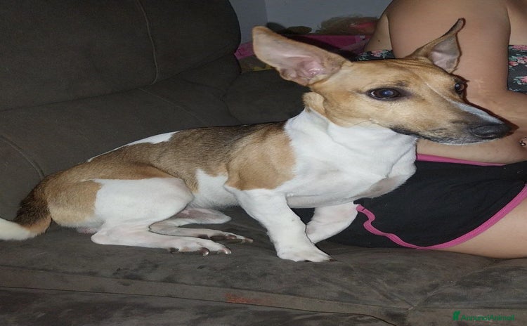 Jack Russell cani a Città Metropolitana di Firenze - Annuncio 11