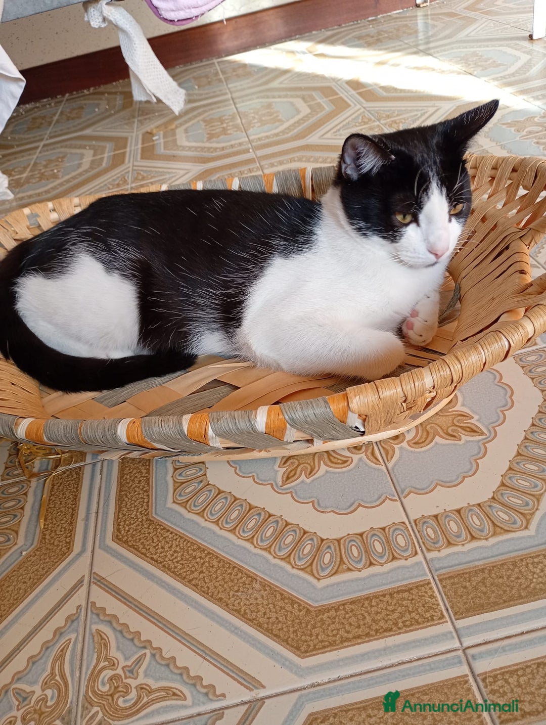 Europeo gatti in regalo: Lapo un micino adorabile  - Annuncio 1