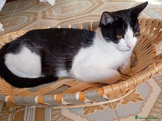 Europeo gatti Lapo un micino adorabile - Annuncio 31