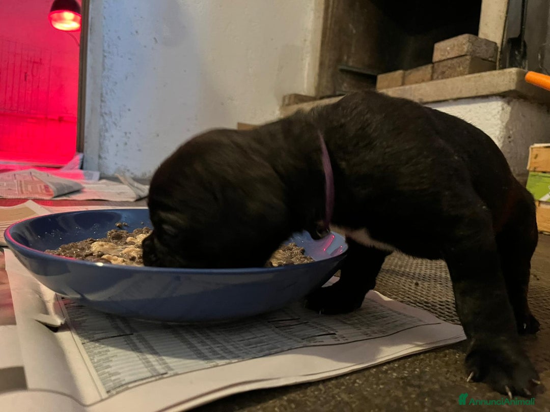 Cane Corso cani in vendita: Cuccioli cane corso - Annuncio 7