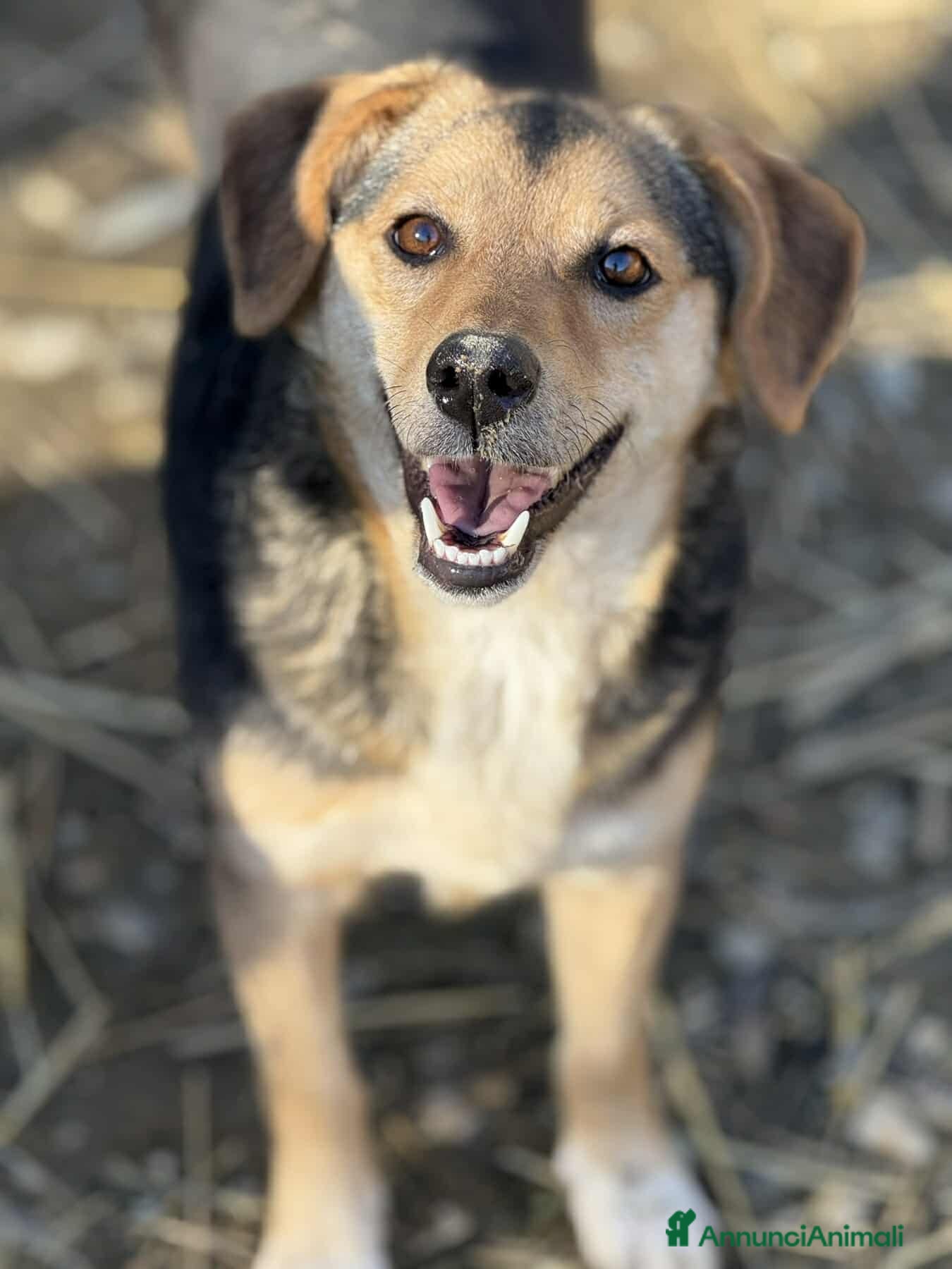 Meticcio cani DOTTIE, tenerissima TG PICCOLA cerca coccole! - Annuncio 37