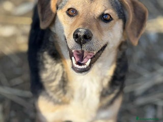 Meticcio cani DOTTIE, tenerissima TG PICCOLA cerca coccole! - Annuncio 20