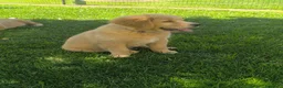 Golden Retriever cani in vendita: Golden retriever 90%linea americana pedigree ENCI  - Annuncio 9