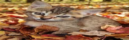 Meticcio gatti in regalo: 4 bellissimi micetti di circa due mesi  - Annuncio 1