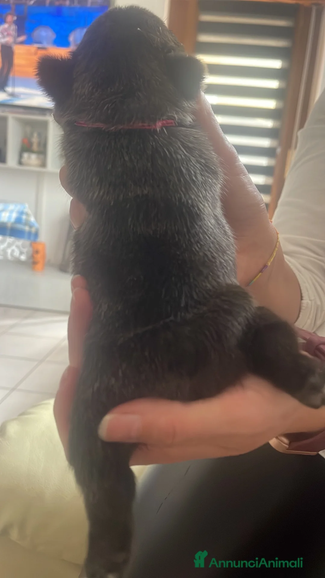 Bulldog Francese cani in vendita: Femminuccia di bulldog francese - Annuncio 6