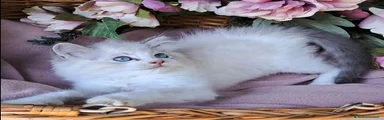 Ragdoll 2