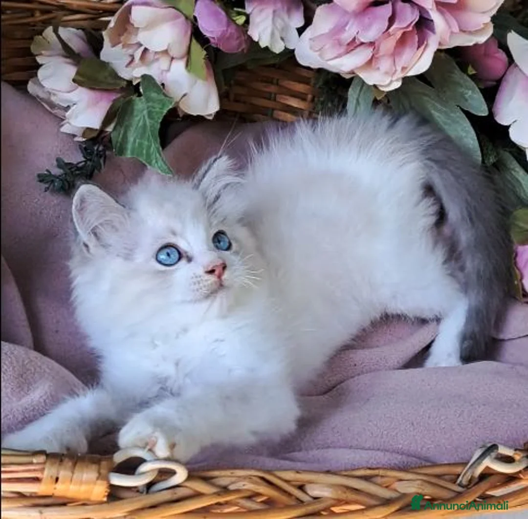 Ragdoll gatti in vendita: Cucciolata gattini RAGDOLL con pedigree - Annuncio 4