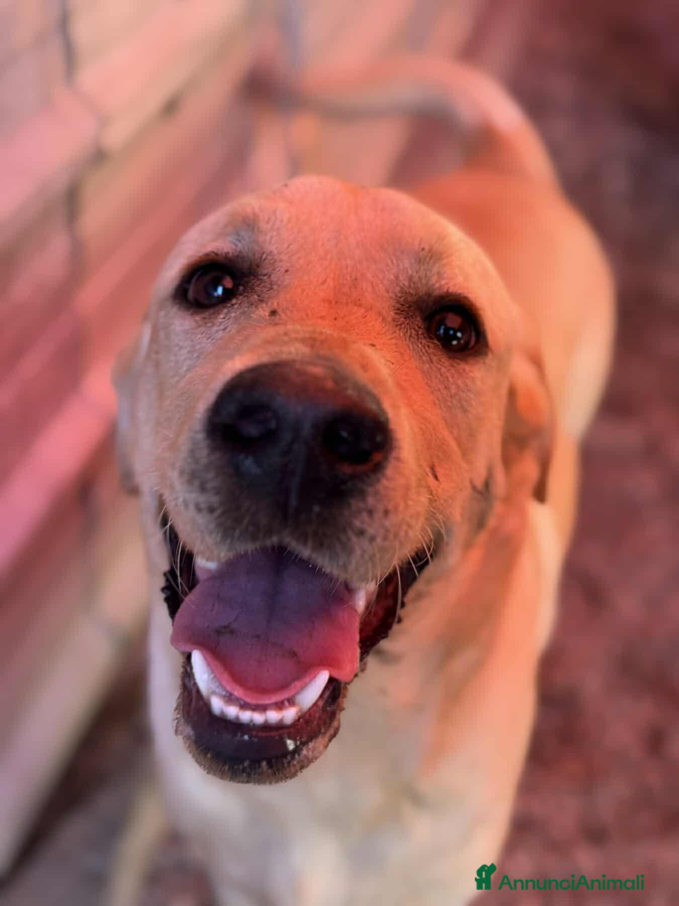 Labrador cani RIO, mix LABRADOR super simpatico! - Annuncio 2
