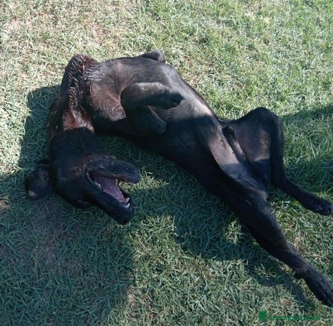 Meticcio cani in regalo: Black il gigante dal cuore tenero mastino/corso a Provincia di Latina - Annuncio 4