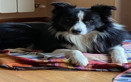 Border Collie cani per accoppiamento: Maschi Border Collie puro per accoppiamento  a Provincia di Varese - Immagine 3