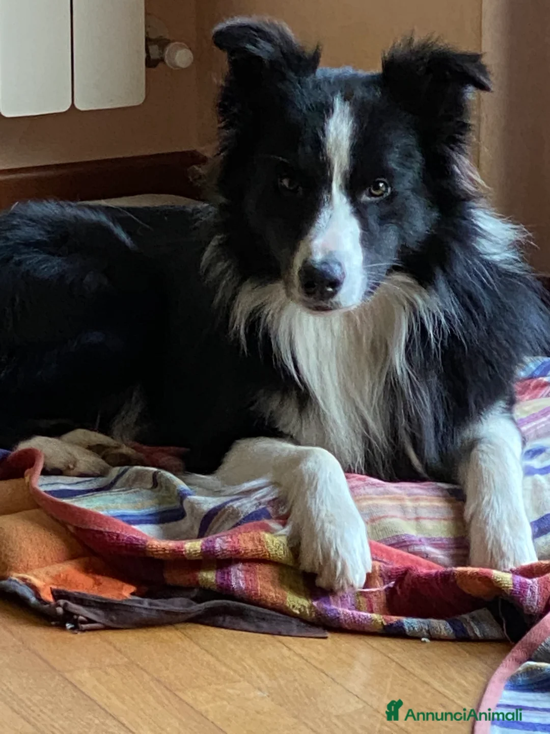 Border Collie cani per accoppiamento: Maschi Border Collie puro per accoppiamento  a Provincia di Varese - Annuncio 3