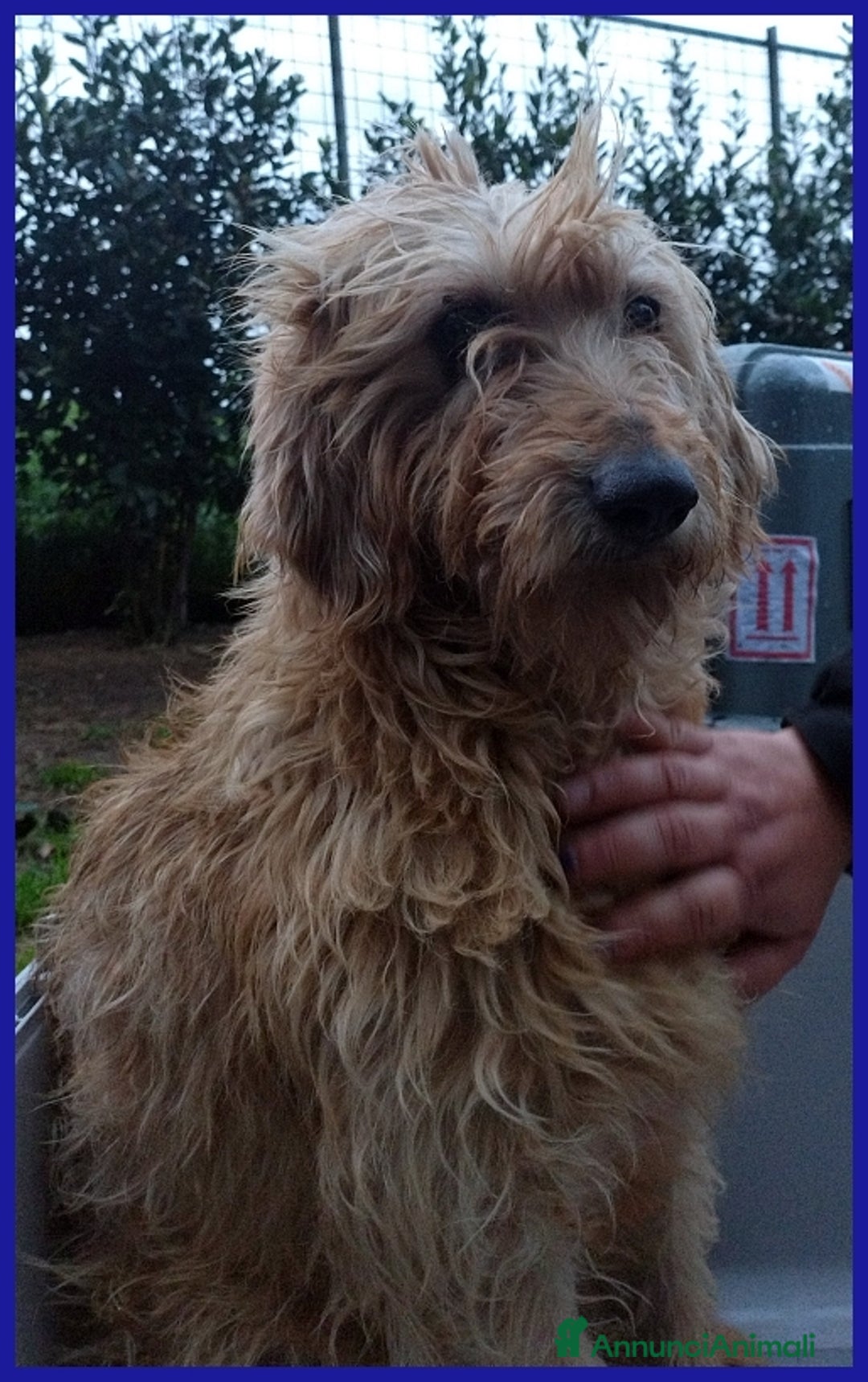 Spinone cani in regalo: GIOVANNI, SPINONCINO 4 ANNI, UN PASSATO DI MALTRAT a Città metropolitana di Milano - Annuncio 7