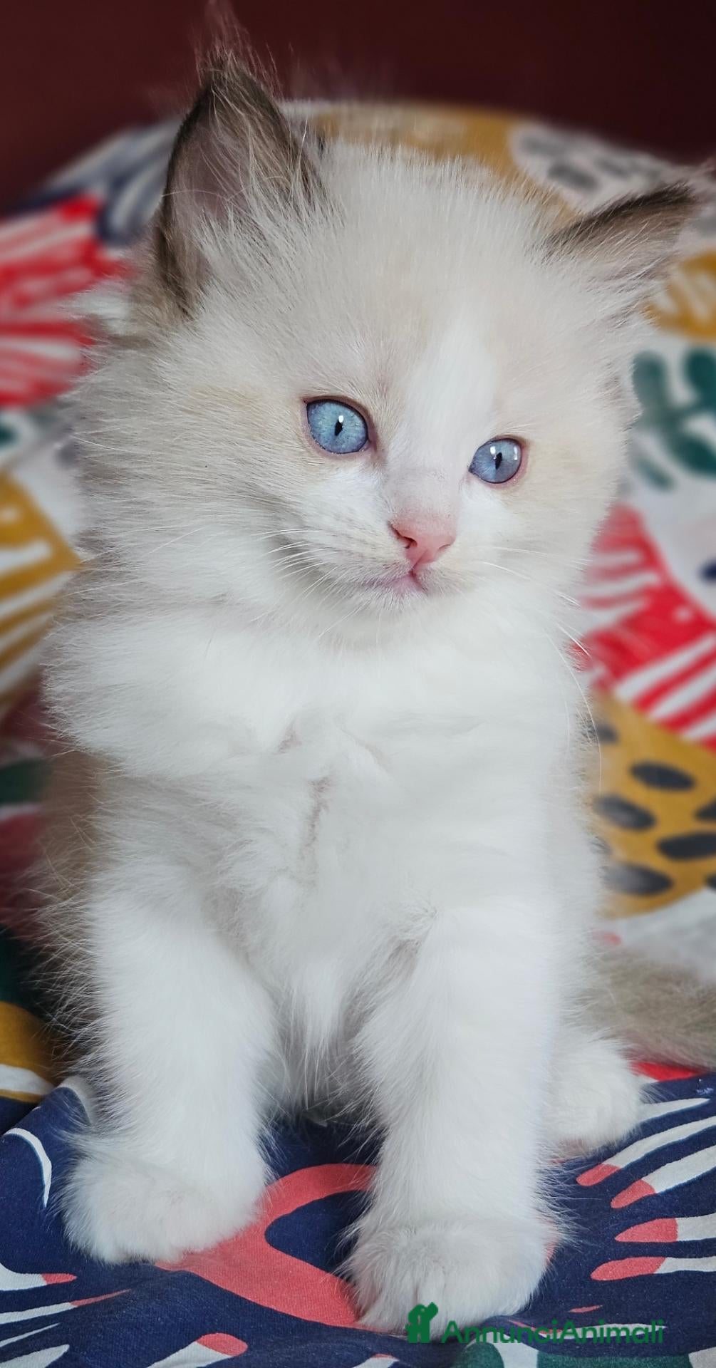 Ragdoll gatti Meravigliosa cucciolata Ragdoll - Annuncio 35