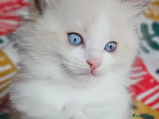 Ragdoll gatti Meravigliosa cucciolata Ragdoll - Annuncio 35