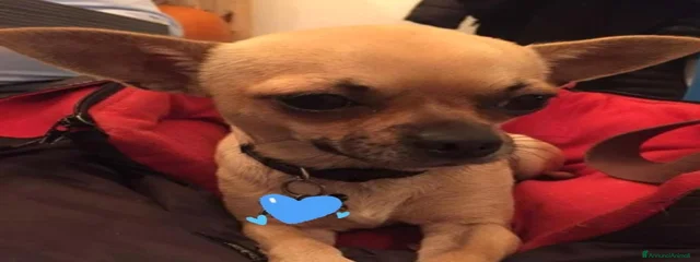 Pepe
