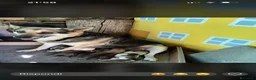 Meticcio cani in regalo: Regalo cuccioli - Annuncio 5