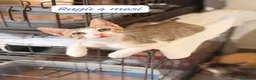 Europeo gatti in regalo: Tanti gattini desiderosi di trovare casa  a Provincia di Bergamo - Annuncio 8