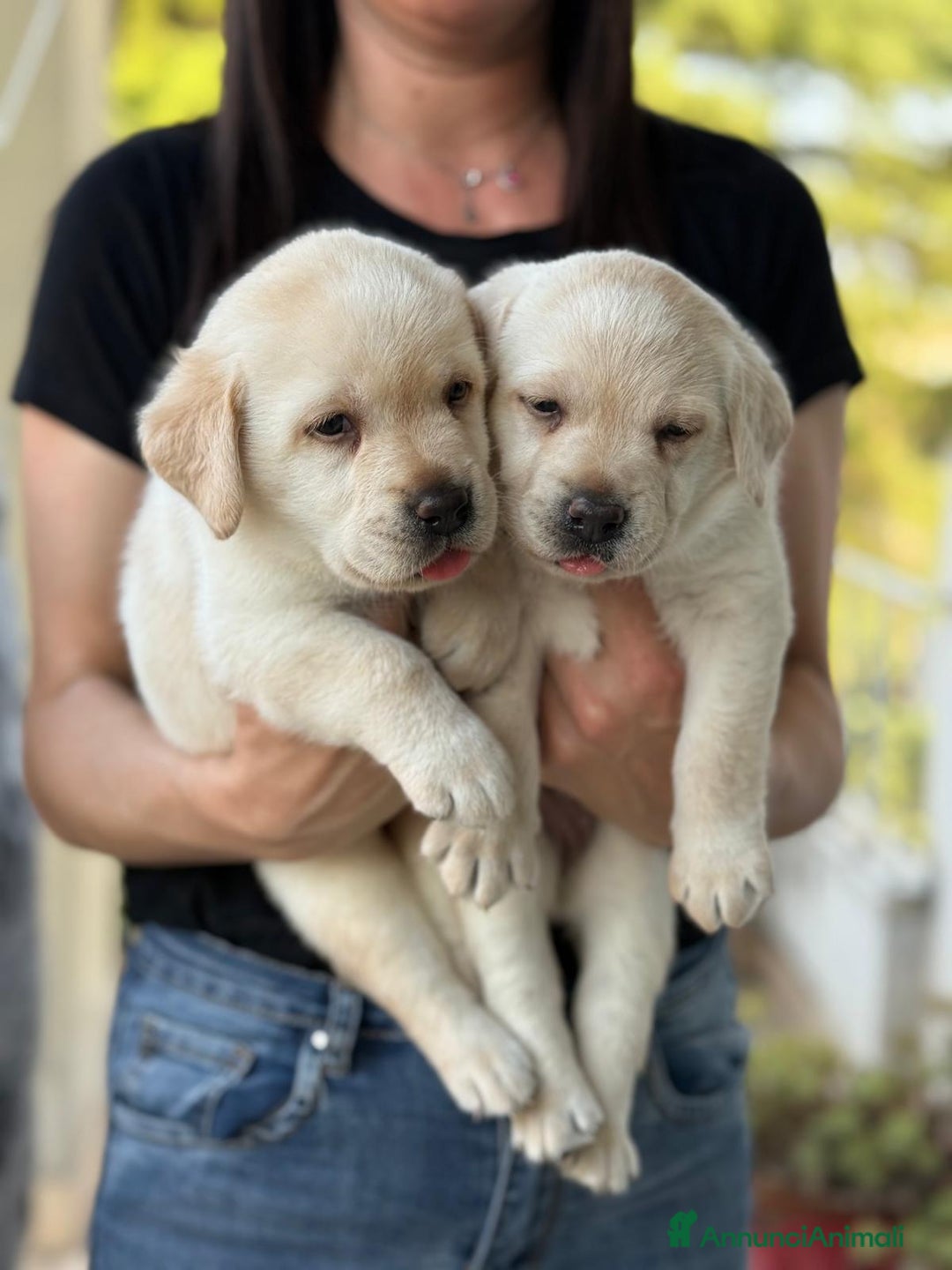 Labrador cani in vendita: Cuccioli Labrador  a Provincia di Perugia - Immagine 4