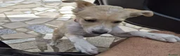 Meticcio cani in regalo: FIAMMA 🩷  IL CORAGGIO HA QUATTRO ZAMPE a Provincia di Asti - Annuncio 5