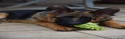Pastore Tedesco cani in vendita: Allevamento di Terra Scura a Provincia di Salerno - Annuncio 12