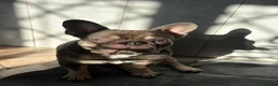 Bulldog Francese cani per accoppiamento: Bulldog francese  - Annuncio 2