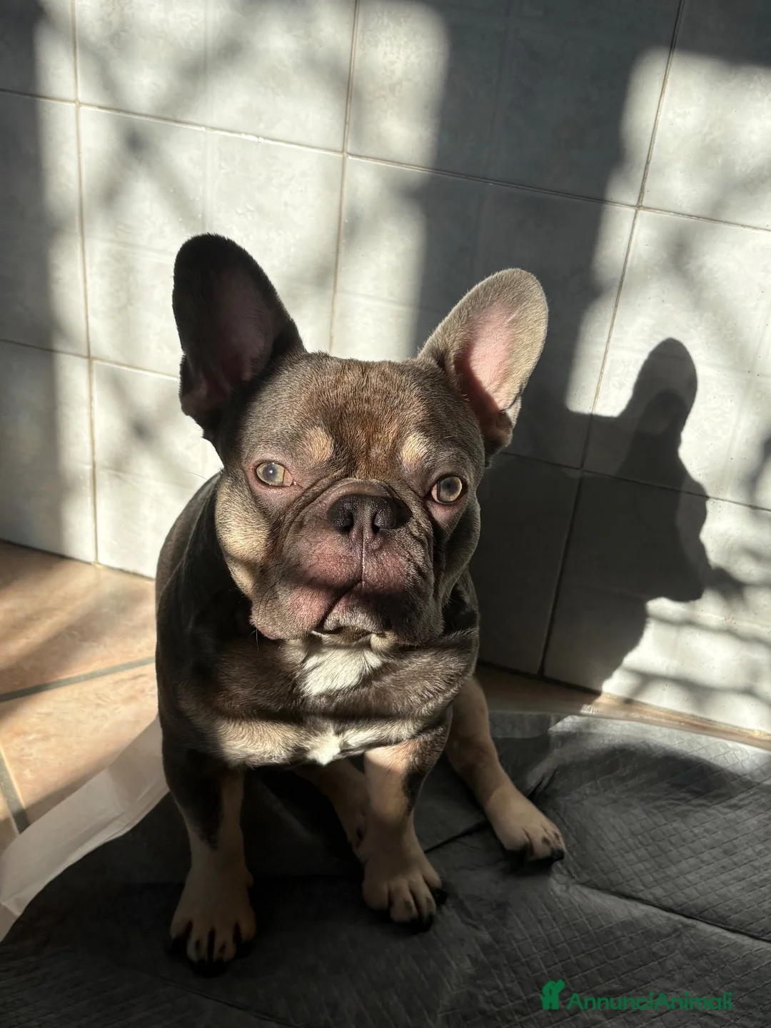 Bulldog Francese cani per accoppiamento: Bulldog francese  - Annuncio 2