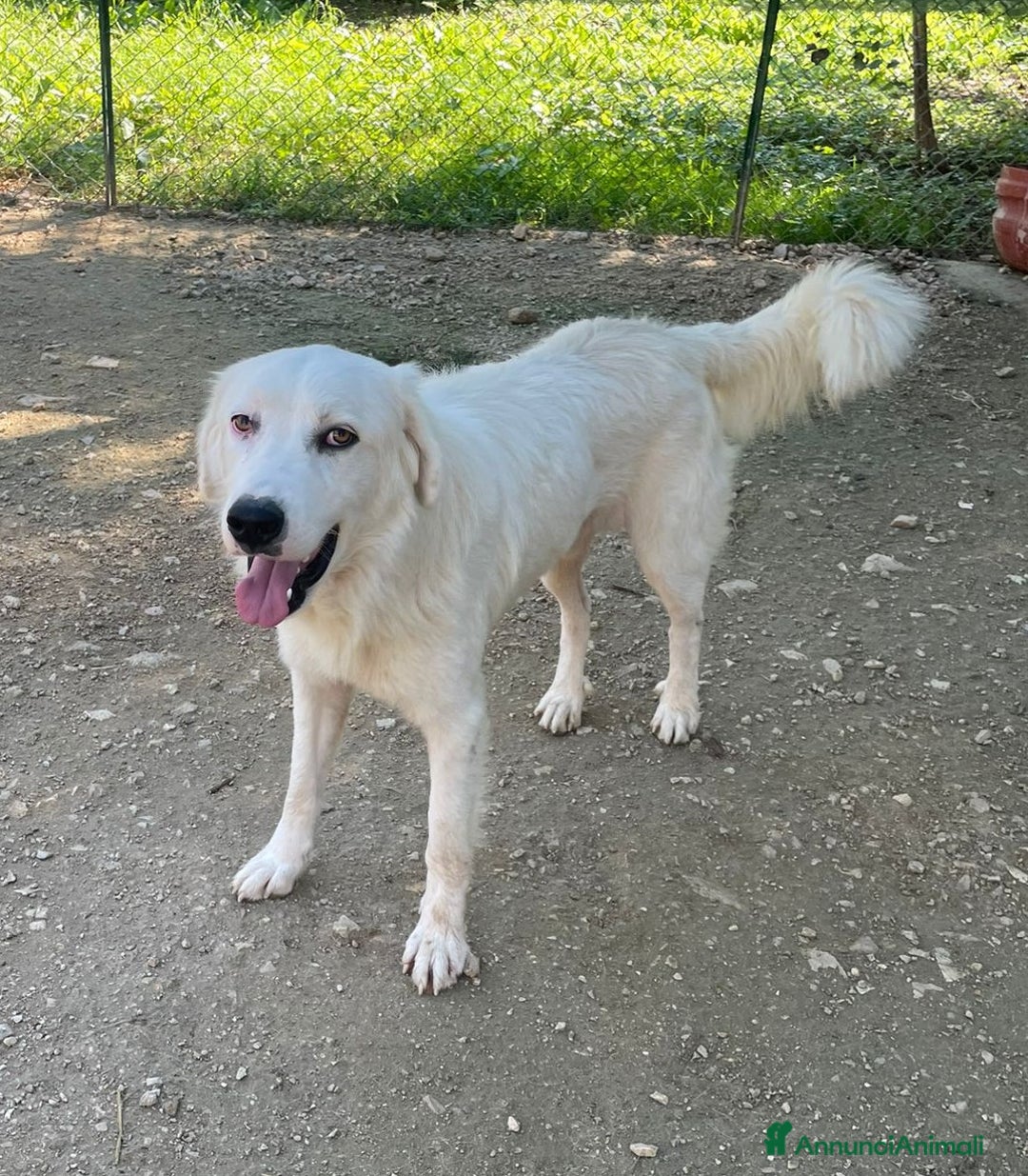 Meticcio cani in regalo: SOS SOS SOS DOLCE OSLO - Annuncio 3