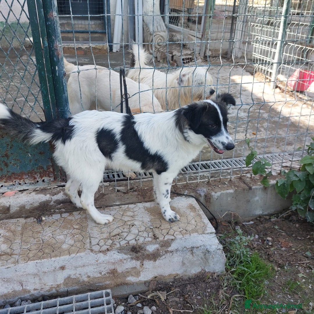 Meticcio cani in regalo: Moka  - Annuncio 2