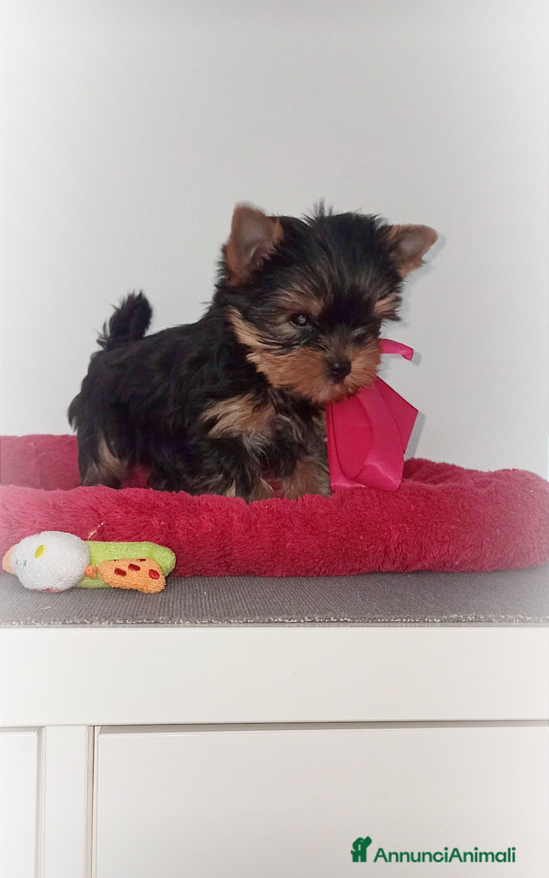 Yorkshire cani Yorkshire terrier toy - Annuncio 1
