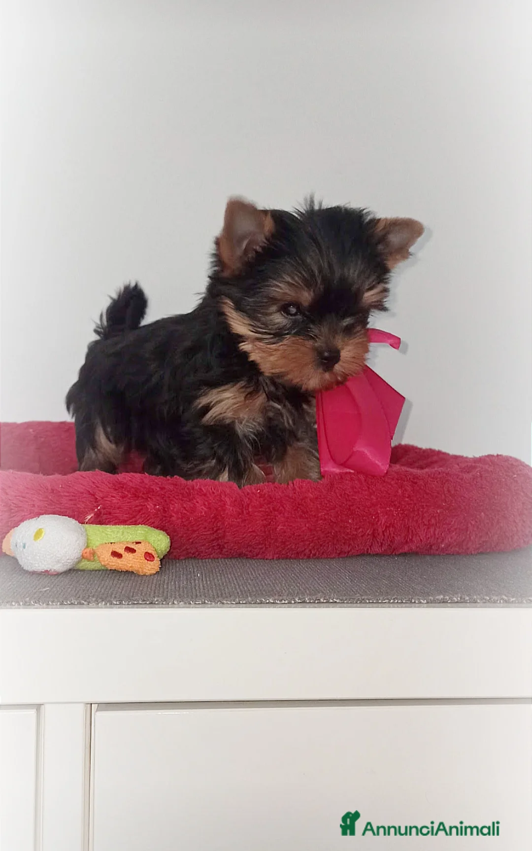 Yorkshire cani in vendita: Yorkshire terrier toy a Provincia di Vicenza - Annuncio 1