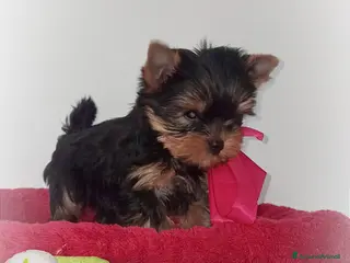Yorkshire cani Yorkshire terrier toy - Annuncio 1