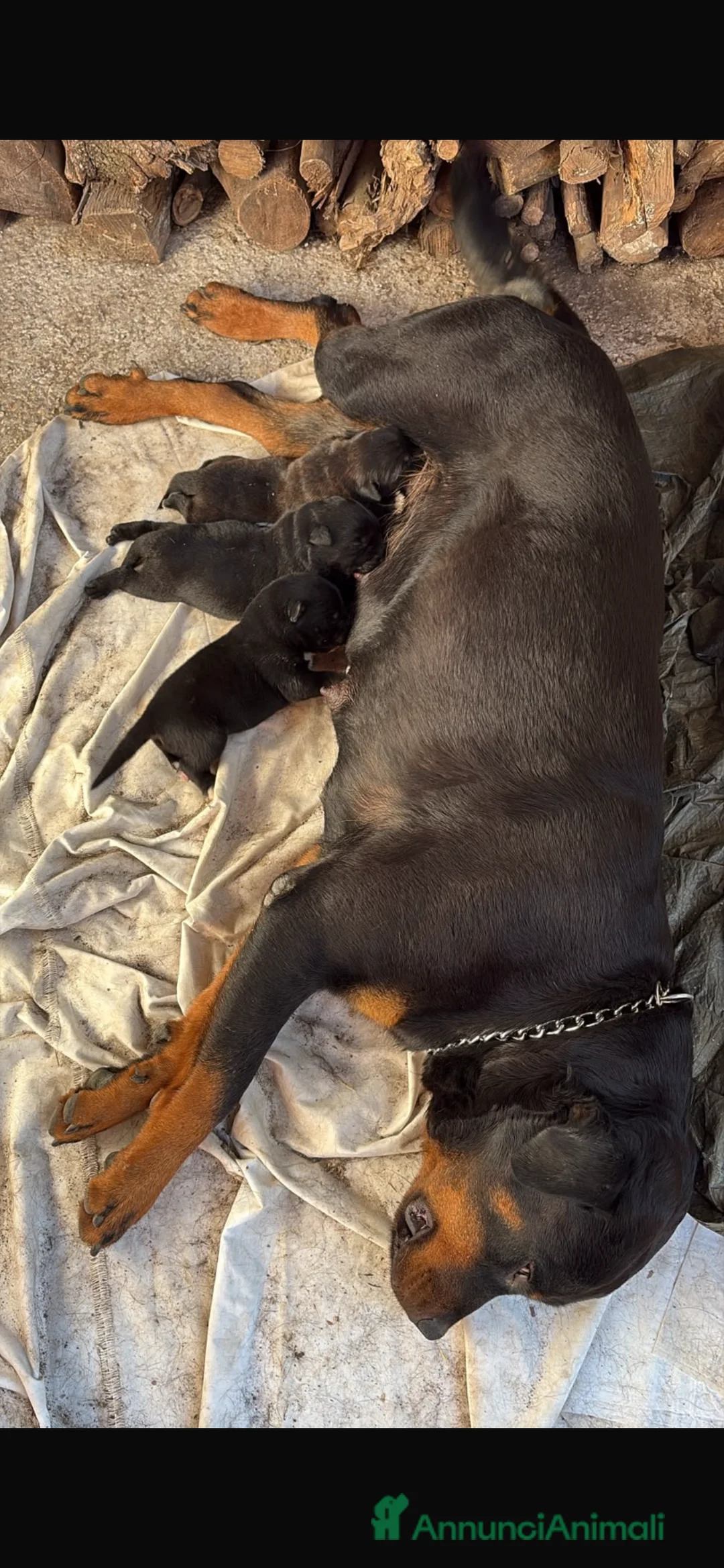 Meticcio cani in regalo: Cucciolo in regalo a Città metropolitana di Roma Capitale - Annuncio 2
