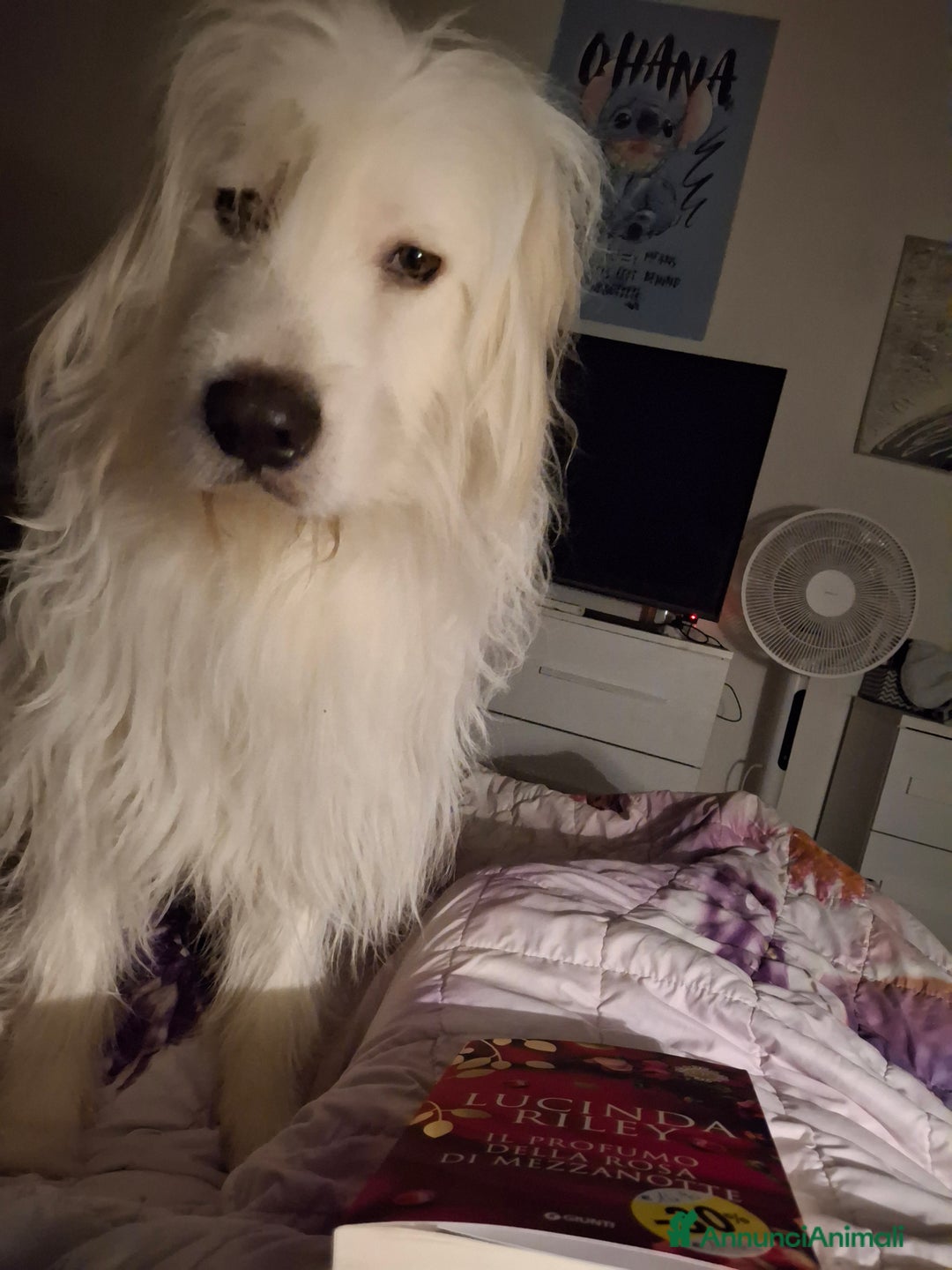 Altre razze cani in regalo: Noah cerca casa - Annuncio 7