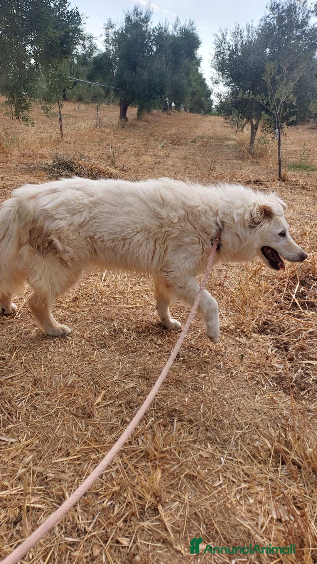 Meticcio cani in regalo: Nonna Penny Cerca Famiglia. Info Monica 3890238584 - Annuncio 19